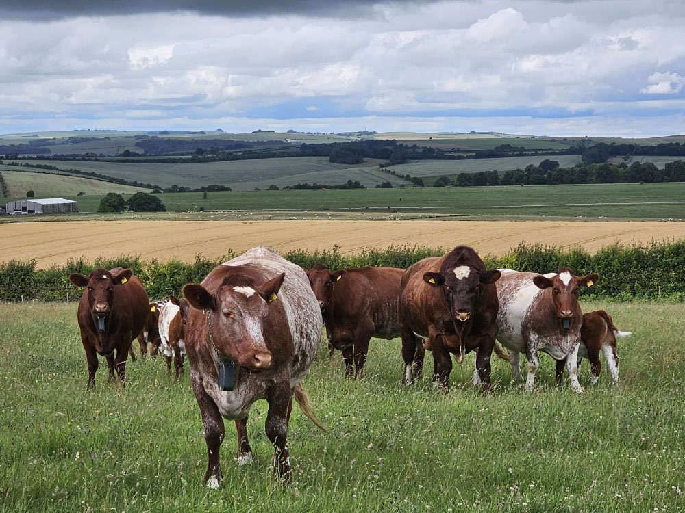 Herd of beef shorthorn cattle