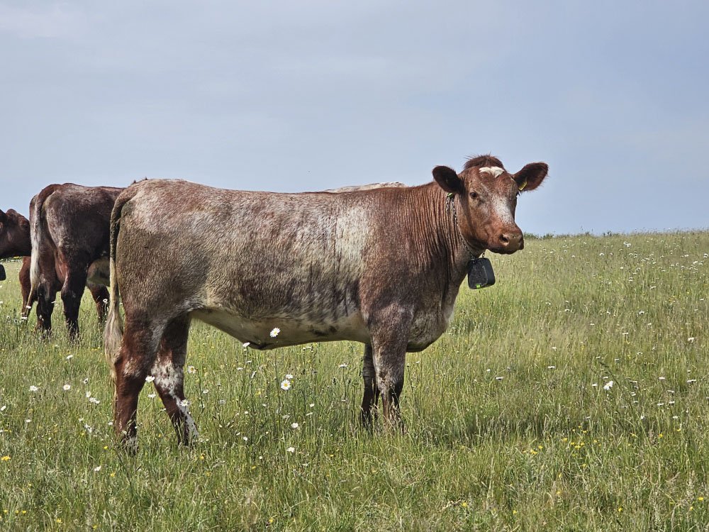 Beef shorthorn with collar